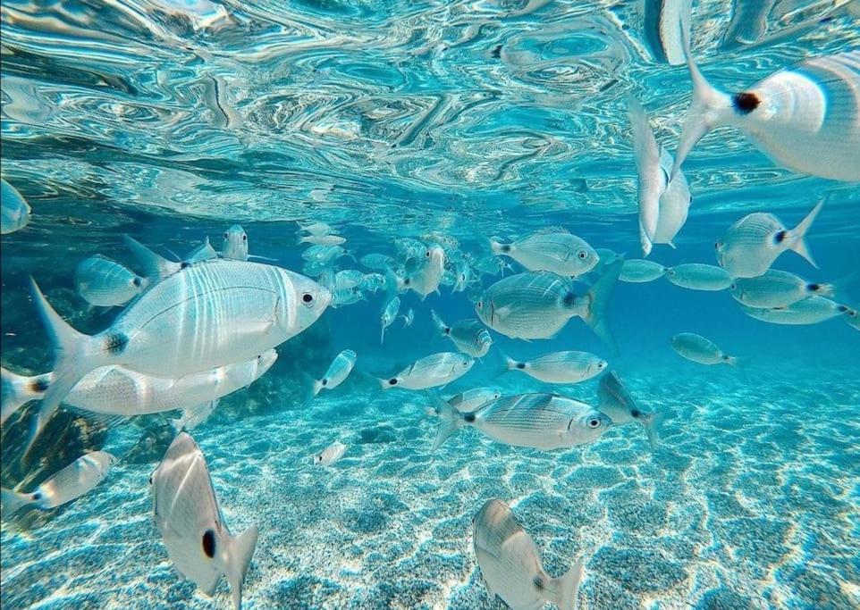 Apartamento El Playaiso De Aguamarga Agua Amarga  Exterior foto